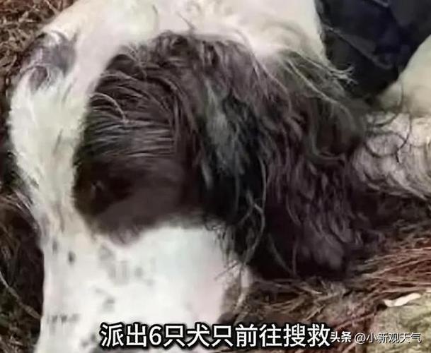 新奥精准数据免费开放和7岁男孩遭3只犬撕咬与7岁男孩遭3只犬撕咬怎么办