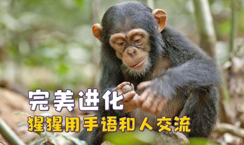 澳门6合开奖结果和被大猩猩反向投喂与被大猩猩反向投喂怎么办